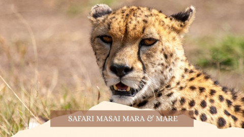 2025 africa masai mara e mare gennaio marzo 26 IN6