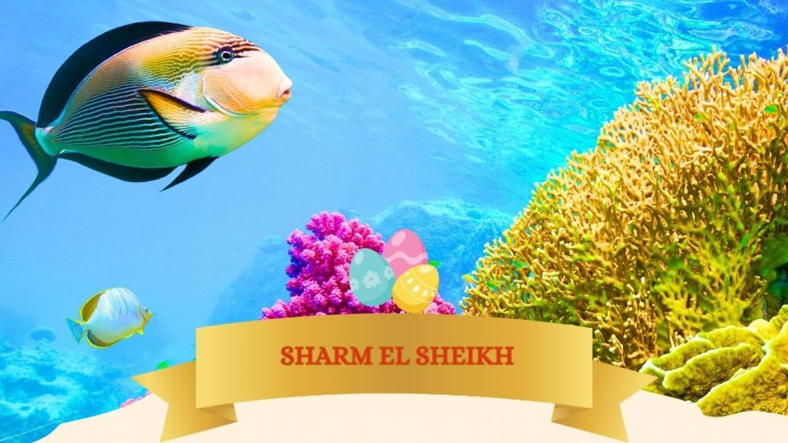 2026 sharm el sheikh T ponti IN6