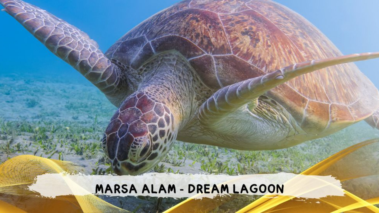 2026 marsa alam da roma dream T IN6