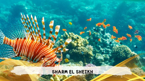 2026 sharm el sheikh da bologna T IN6