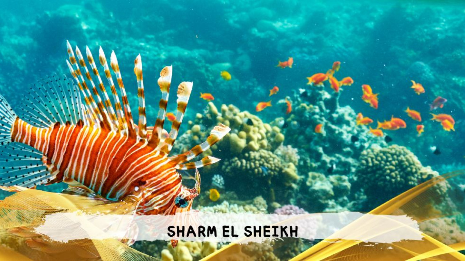 2026 sharm el sheikh da bologna T IN6