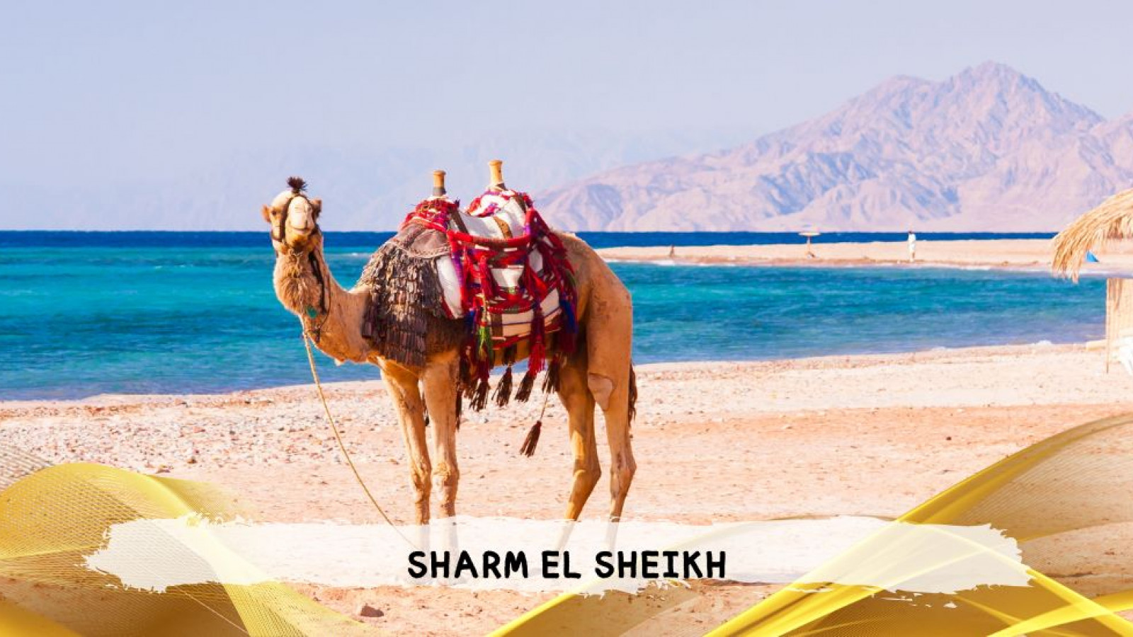 2026 sharm el sheikh da roma queen T IN6